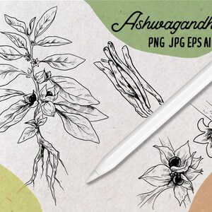 May include: A black and white line drawing of Ashwagandha, an adaptogenic herb, with its leaves, roots, and berries. The image includes the text "Ashwagandha PNG JPG EPS AI".