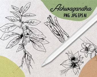 Ashwagandha Botanical Illustration Vector, Medicinal Herb Clipart, Adaptogen Plant Drawing, Herbal Logo Elements, Apothecary Graphics