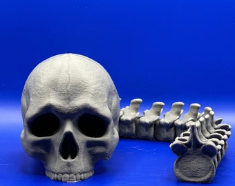 May include: A gray skull and a section of a spine are displayed against a blue background. The skull has large eye sockets and a detailed jawline. The spine section is composed of multiple vertebrae, showcasing the intricate structure of the human skeletal system.