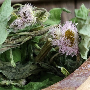 Daisy Fleabane (Erigeron strigosus), Dried,  Ethically Wild-Foraged
