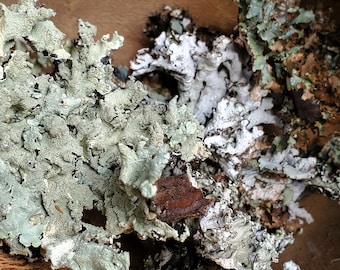 Tree Lichen, Assorted, Ethically Wild-Foraged Dried 10 g