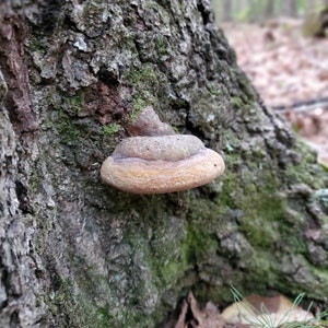 Sustainably Wild-Foraged Willow Bracket/Fire Sponge Mushroom Phellinus igniarius, dried & powdered image 4