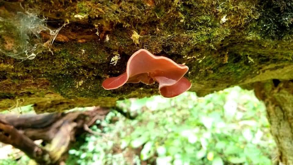 Wood Ear Mushroom auricularia Auriculajudae Dried 20 Grams Sustainably