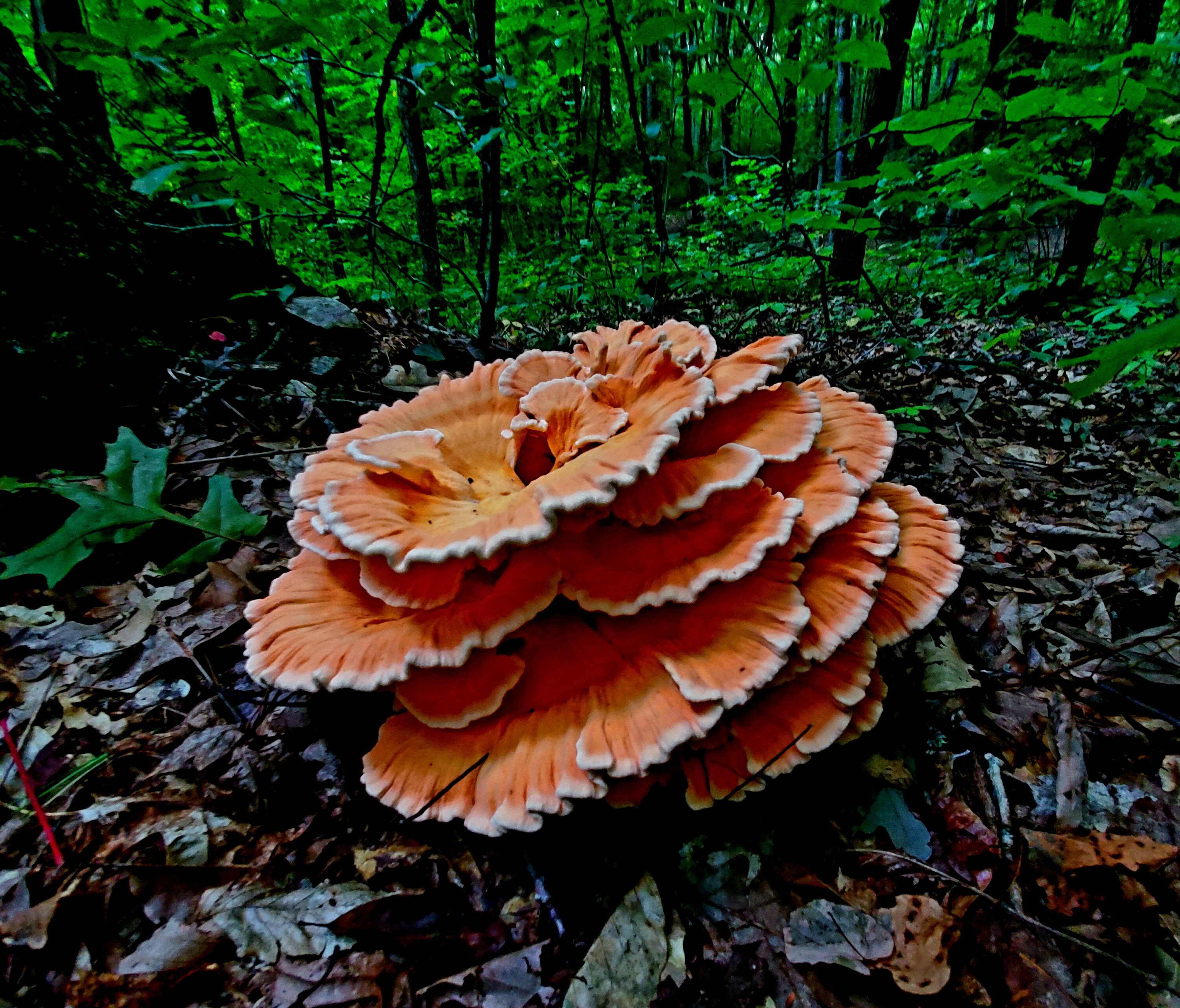 激レア！豪華V.A. MUSHROOM VOL.1 CD-7029-Z Chicken of the Woods (laetiporus Sulphureus), Dried, Powdered