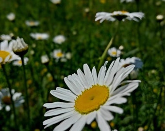 Ox Eye Daisy (leucanthemum vulgare) Dried Flower Tops, Sustainability Wild Harvested