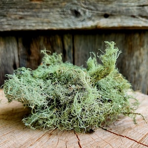 Old Man’s Beard Usnea Lichen (Usnea barbata),  1 oz fresh