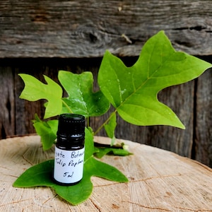 May include: A small, dark brown glass bottle with a black cap and a white label that reads "Botanic Tulip Poplar 5ml". The bottle is sitting on a wooden surface with green leaves.