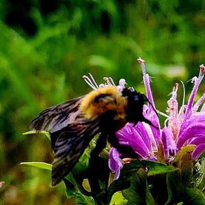 May include: A bumblebee with black and yellow stripes collects nectar from a purple flower with white accents. The flower has a delicate, feathery texture.