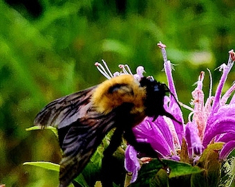 Sustainably Harvested Dried Wild Bergamot Flowers from Appalachia 1/2 ounce