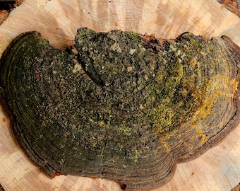 Cracked Cap Polypore Mushroom (phellinus rimosus) Conk 1 pound 5.1 oz.