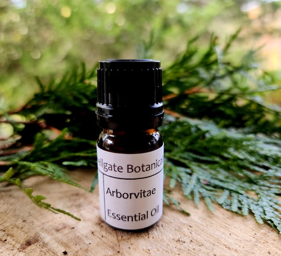 Arborvitae (thuja Occidentalis) Essential Oil, Adirondack - Etsy