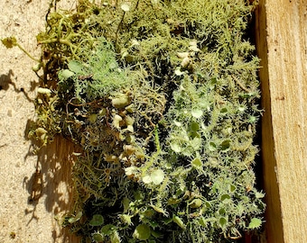 Bristly Beard Lichen (Usnea strigosa),  Old Man's Beard, dried, Ethically Wild-Foraged 14 grams