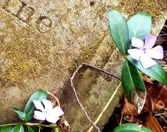 Appalachian Graveyard Vinca, Periwinkle, Vinca Minor Rootlets, 20-30 count