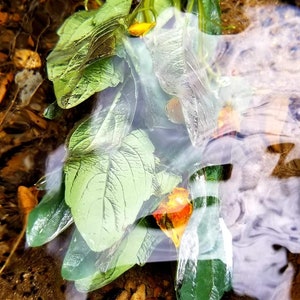 Wild-Crafted Jewelweed (Impatiens capensis) Hydrosol