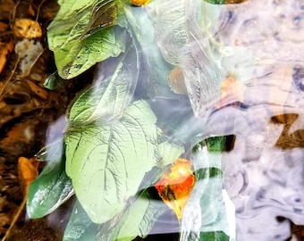 Wild-Crafted Jewelweed (Impatiens capensis) Hydrosol