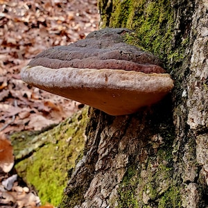 May include: A shelf fungus growing on a tree trunk. The fungus is brown and tan with a layered appearance. The tree bark is textured and covered in green moss. The background shows fallen leaves and a blurred forest.