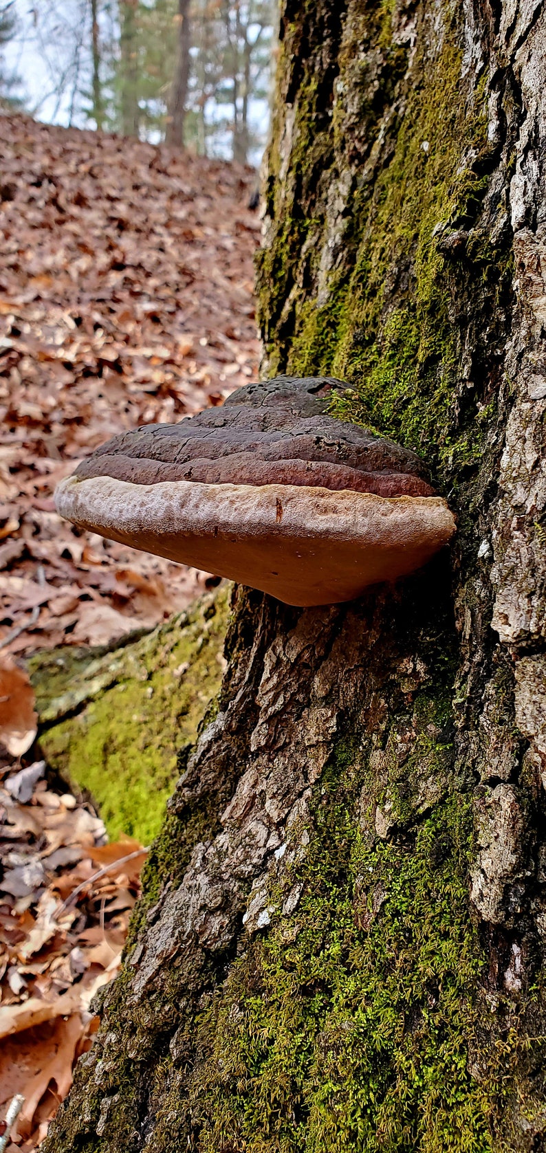 Sustainably Wild-Foraged Willow Bracket/Fire Sponge Mushroom Phellinus igniarius, dried & powdered image 1