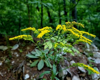 Wild-Crafted Goldenrod (solidago canadensis) Hydrosol,  Ethically Wild-Harvested
