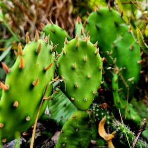 Wild-Harvested Prickly Pear Cactus Pads (Opuntia), 5, 10, or 15 small pads, bare root plant