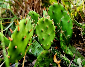 Wild-Harvested Prickly Pear Cactus Pads (Opuntia) - Bare Root Plant