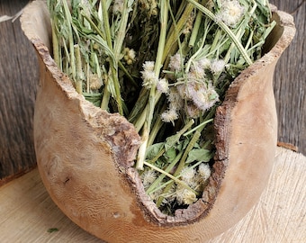 White Oldfield Aster (symphyotrichum pilosum) 14 grams Dried