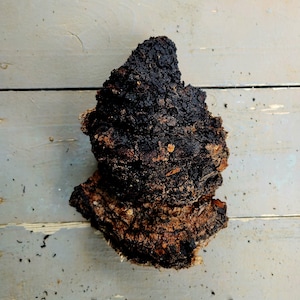 Wild-Foraged Chaga Mushroom: Adirondack Highland, 1lb 8oz