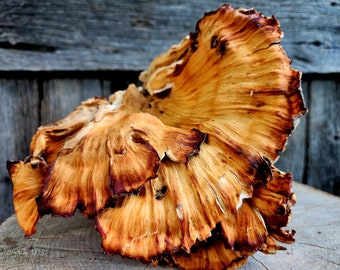 Chicken of the Woods (Laetiporus sulphureus), Dried, Whole Mushroom, Sustainably Wild-Foraged, 2oz