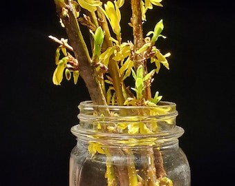 12 Fresh Forsythia Cuttings