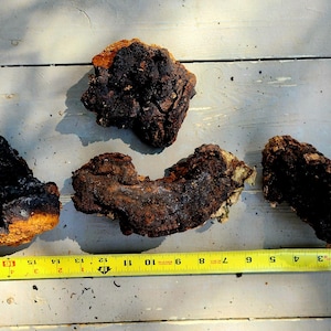 Wild-Foraged Adirondack Chaga Mushroom: 1 lb 10 oz