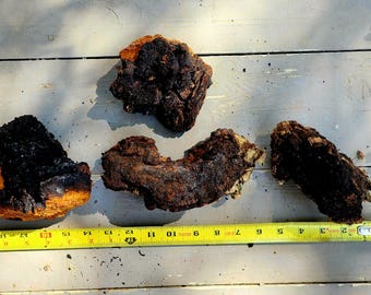 Wild-Foraged Adirondack Chaga Mushroom: 1 lb 10 oz