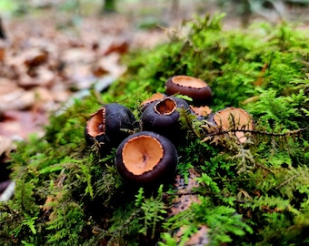 Peanut Butter Cup Mushroom (Gomphus floccosus), 14 grams dried
