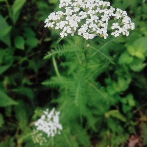 May include: A close-up of white yarrow flowers blooming in a field of green foliage.