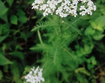 Wild-Harvested Yarrow (Achillea millefolium) Leaf, dried