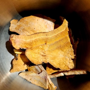 Red belted polypore
