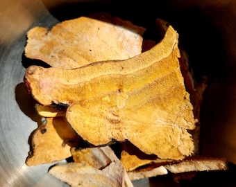 Red belted polypore