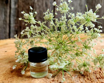 Wild Carrot (Daucus carota) Essential Oil, 5 ml