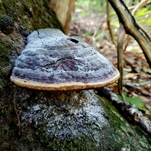 Sustainably Wild-Foraged Willow Bracket/Fire Sponge Mushroom Phellinus igniarius, dried & powdered image 3