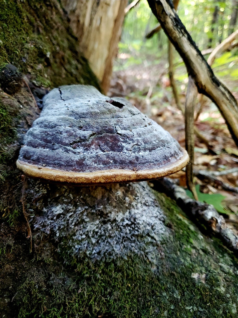 Sustainably Wild-Foraged Willow Bracket/Fire Sponge Mushroom Phellinus igniarius, dried & powdered image 3