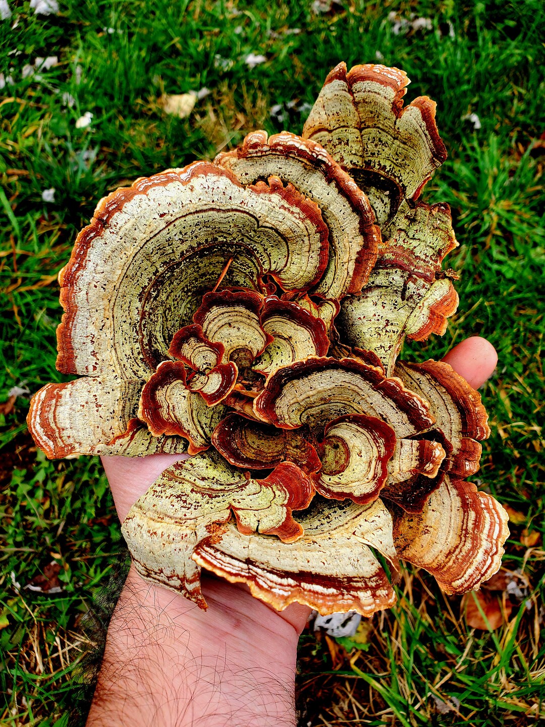 False Turkey Tail Mushroom stereum Ostrea, 2 Oz Dried, Ethically Wild