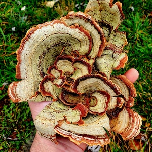 False Turkey Tail Mushroom (Stereum ostrea), 1 oz dried, Ethically Wild-Foraged