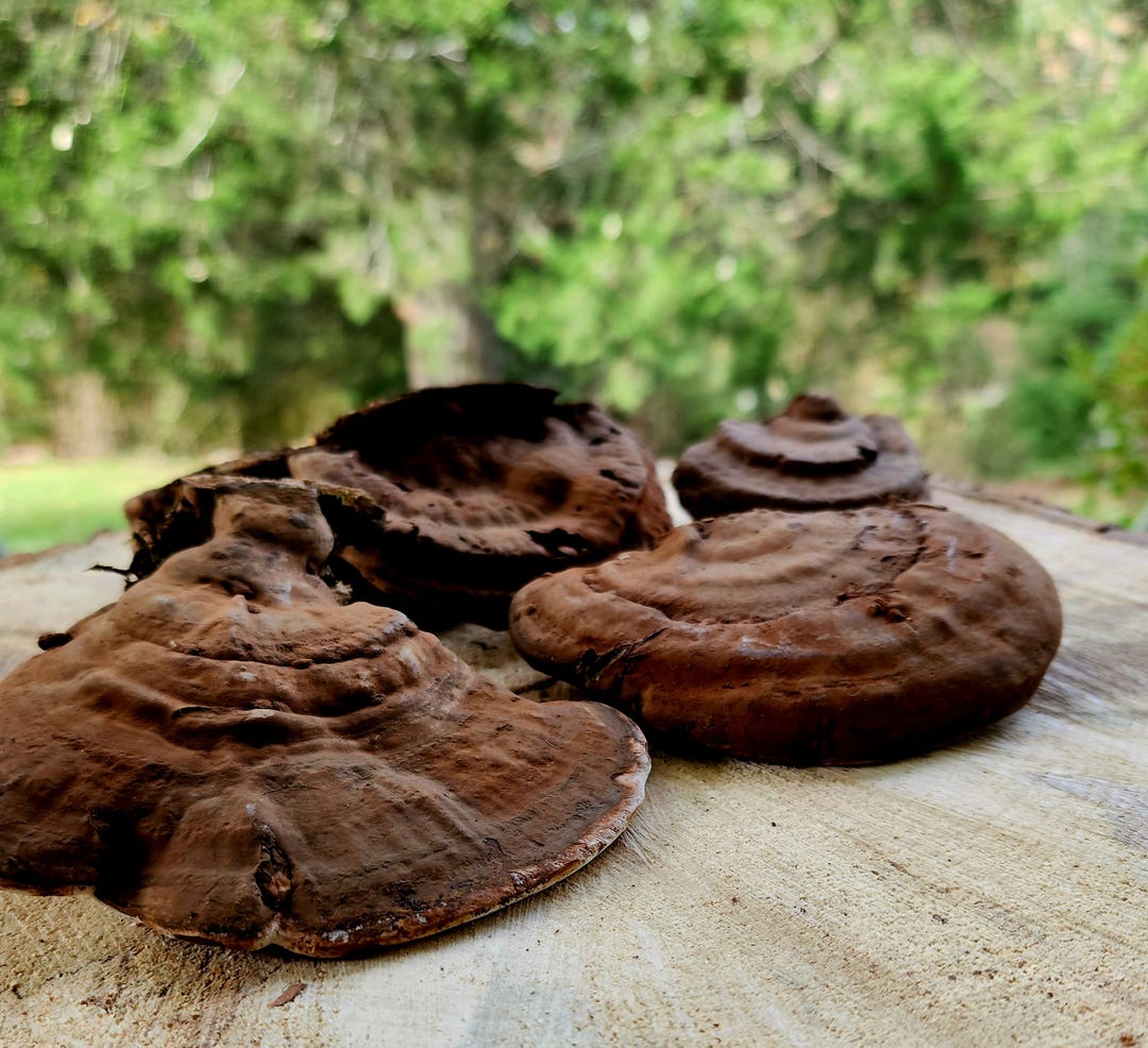 Artist Conk (ganoderma Applanatum), Dried Whole Mushroom 8 Oz - Etsy Canada