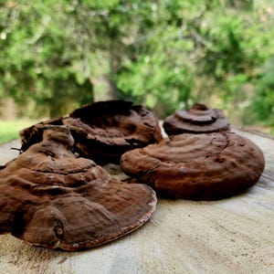 May include: Four brown, dried mushrooms with a rough, textured surface. The mushrooms are arranged on a light brown wooden surface.
