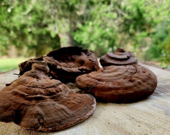 Artist Conk (ganoderma applanatum), Dried Whole Mushroom  8 oz