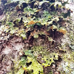 May include: Close-up of a tree trunk covered in green and brown lichen. The lichen has a leafy texture and is growing in clusters.
