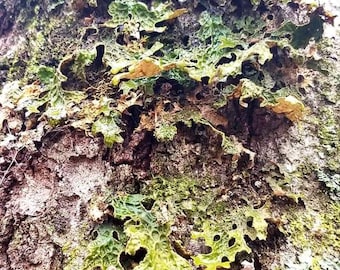 Lungwort Lichen (Lobaria pulmonaria), 14 gm dried, Ethically Wild-Foraged