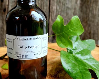 Tulip Poplar (liriodendron tulipifera) Hydrosol, Floral Water