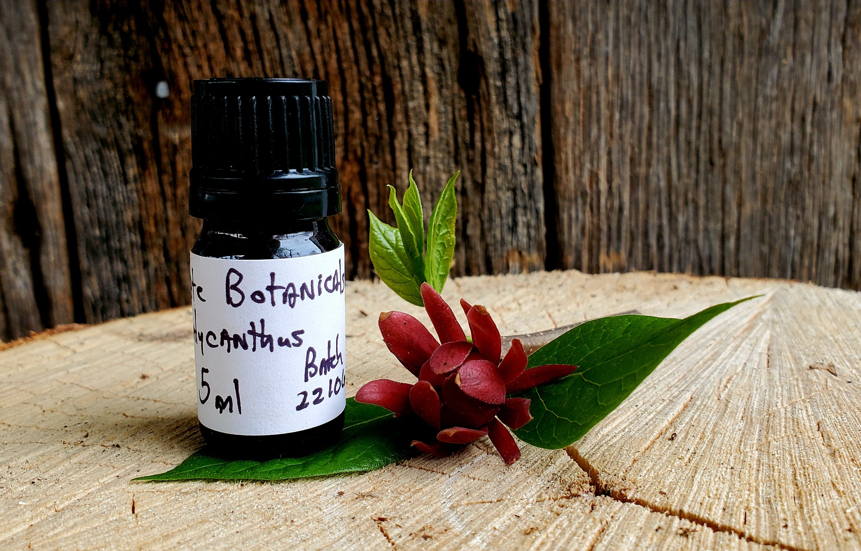 Carolina Allspice calycanthus Floridus Essential Oil 5ml Etsy