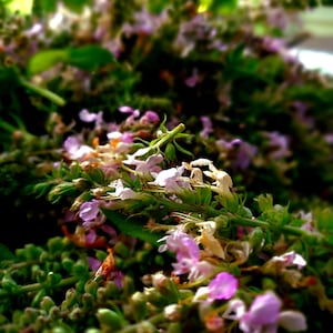May include: Close-up of a collection of small, light purple flowers with white accents, set against a backdrop of green foliage. The flowers are in focus, with a blurred background of more greenery.