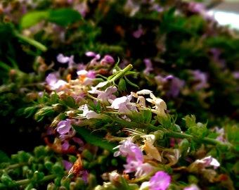Hedge Woundwort Flower, Leaf & Stem (Stachys sylvatica), 1 oz dried, Wild-Harvested