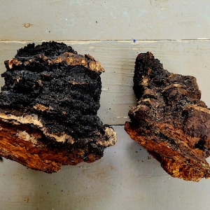 Chaga (Inonotus obliquus), dried whole mushroom, Ethically Wild-Foraged, 2 pounds 1 ounce, Adirondack, Free Shipping